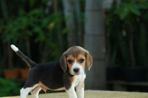 迷你贝吉格里芬凡丁犬的饲养方法（小巧可爱的短毛犬，）