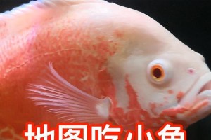 鱼为什么会吃小鱼（揭开鱼类食物链的奥秘）