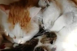 猫妈妈的叼走行为（探寻母猫叼走小猫的原因和解决方法）