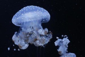 如何养护水母？（饲养水母的要点及注意事项）