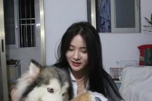如何照顾成年阿拉斯加犬？（合适的喂食频率与关键注意事项）