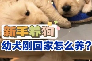 狗狗产后哺乳关怀（以狗狗生娃后多久要喂奶？如何解决狗狗产后乳汁不足的问题？）