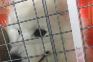 狗狗托运全攻略（带宠物出行，如何做好准备？）