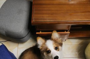 柯基犬掉毛如何防止（宠物健康美容秘籍，分享柯基犬掉毛的预防与治疗方法）