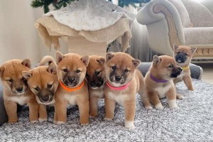 柴犬幼崽价格揭秘（了解柴犬价格的关键要素及市场趋势）
