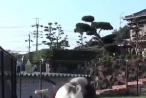 这三种狗虽然可爱，但不适合随意养（即使再有钱，也要慎重选择合适的狗种）