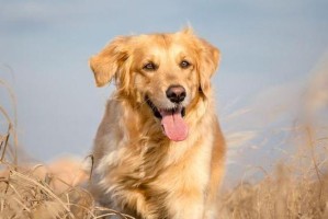 如何鉴别优质金毛犬？（从外貌特征到性格品质，全方位解读！）