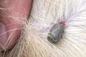 寄生虫对狗狗的危害（掌握这些知识，让你的宠物远离寄生虫！）