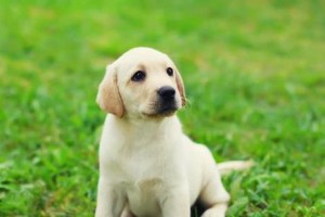 陌生人为何不适合牵引某些狗？（探讨狗狗不与陌生人走的原因和注意事项）