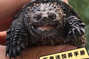 选择适合养殖的鳄龟品种，让您的饲养之路更轻松（探讨鳄龟饲养中最合适的品种及养殖技巧）