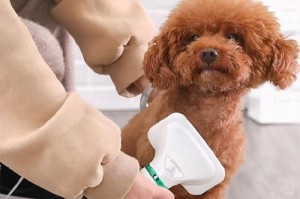 泰迪犬洗澡全攻略（选择合适的洗澡用品，让你的泰迪宝贝享受洁净与健康）