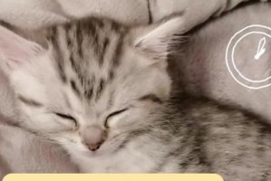 小猫的睡眠时间有多久？（一天睡16-20个小时，它们真的需要这么多睡眠吗？）