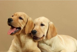 如何训练10个月金毛犬跳跃？（从小白到高手，教你训练金毛犬的跳跃能力）