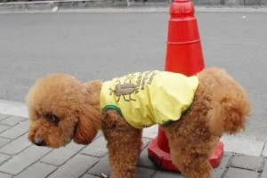 公泰迪的缺点与养护（揭秘公泰迪独有的问题及合理养护方法）