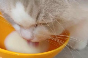小猫喝什么样子的羊奶？（羊奶的营养特点和适合小猫的品种）