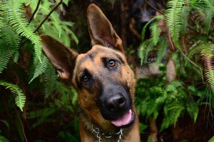 黑背犬的饮食要点（科学合理的饮食搭配让黑背犬更健康）