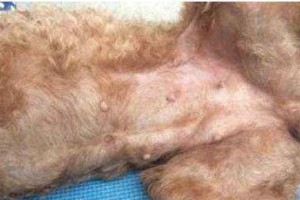 泰迪狗怀孕流产症状（一窥泰迪狗流产的迹象，如何应对）