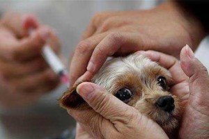 狗狗内分泌问题大揭秘（探究狗狗内分泌问题的症状、诊断和治疗方法）