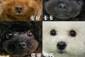 养泰迪犬新手指南（必知的重点事项及注意事项）