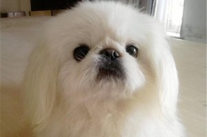 京巴犬的适宜狗粮选择（喂食人食需谨慎，保障京巴犬的健康）