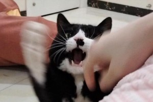 猫眼中的鄙视——解读猫咪特有的眼神语言（探秘猫咪眼神的奥秘，了解它们心中真正的想法）