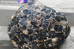 了解狗毛皮屑——对狗毛皮屑的原因和处理方法进行解析（狗毛皮屑是什么？如何有效减少狗毛皮屑？）