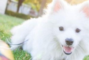 银狐犬掉毛的几大原因