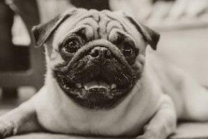 沙皮犬能否享用海鲜美食？（探究沙皮犬的饮食偏好与海鲜的适宜性）