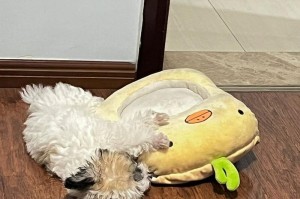一百元能买什么样的狗？（探索百元狗市场的品种和质量）