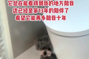 无人狗乱叫之谜（解析无人狗乱叫的原因与解决方法）