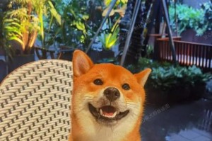 柴犬价格与颜色对比，了解最新行情！