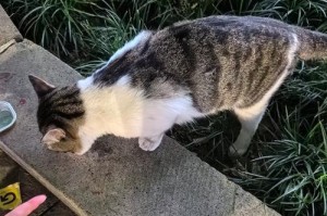 猫咪不停叫是什么原因？（探索猫咪不停叫背后的原因和解决方法）