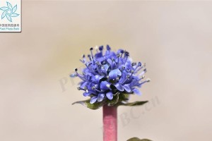云南花兔饲养全攻略（以爱之名，呵护萌宠生命）