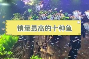 如何提高观赏鱼生长速度（探究快速增长观赏鱼的关键因素）