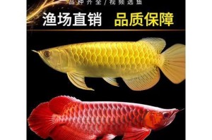 以蓝底金龙鱼喂什么好？（选择适合蓝底金龙鱼的饲料，提供健康成长环境）