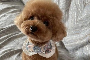 贵宾犬（探索贵宾犬毛发减少的原因及其独特魅力）