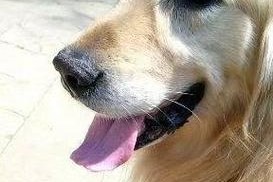 金毛犬的老年期特征与判断方法（如何准确判断金毛犬是否步入老年期）