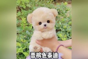 可爱的粉色泰迪狗（宠物世界中的甜蜜小精灵）