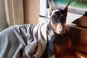 冬天怎么给泰迪犬保暖？（泰迪犬在寒冷季节需要特殊保护，）