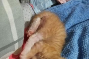 小猫为什么吃纸？（探究小猫吃纸的原因及影响）