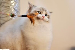 如何照料正在换毛的猫咪？（15个实用技巧助你照顾换毛期的宠物）