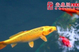 锦鲤养殖全攻略（掌握饲养技巧，让你的宠物锦鲤更健康快乐）