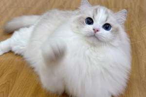 探秘布偶猫海豹的双重意义（布偶猫与海豹的象征意义和生物特性）