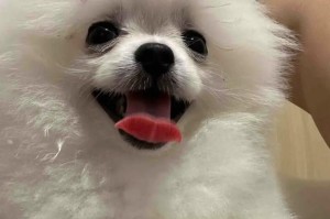 博美小狗的叫声之谜（揭秘为什么博美小狗总喜欢叫的原因）