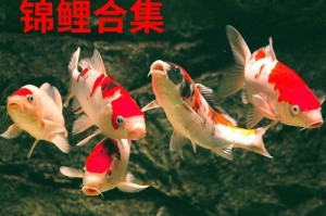 红白草金鱼的饲养方法（打造美丽水族箱，让金鱼健康成长）