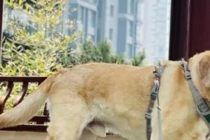 如何解决狗狗出门时爆冲问题（让你的宠物学会文明出行）