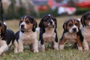 如何选择健康的幼犬（关注以下15个方面，让你的宠物健康快乐成长）
