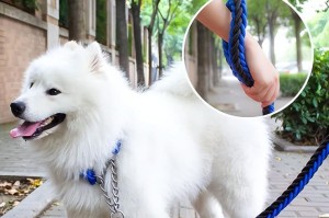 如何成为一名优秀的萨摩耶主人（如何成为一名优秀的萨摩耶主人）