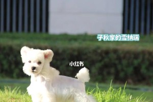 白色毛的雪拉瑞（拥有白色毛的雪拉瑞，是世间最美的天使）