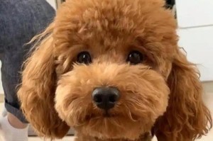 泰迪犬的多彩世界（探秘泰迪犬的丰富毛色品种）
